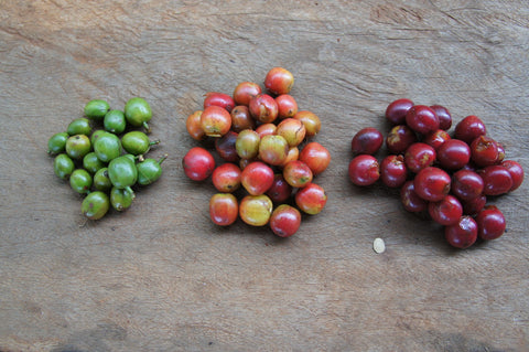 KENYA - RUNGETO KIANGOI / SL 28, SL 34/ Washed