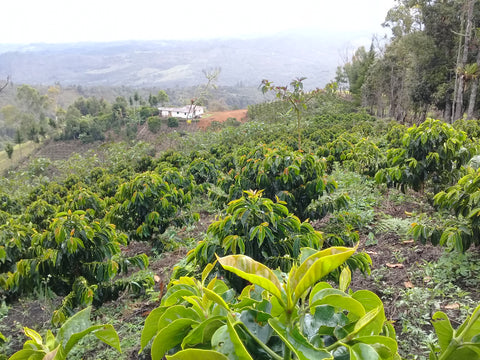 COLOMBIA - SMALLHOLDERS REGIONAL BLEND / Castillo, Colombia/ Washed