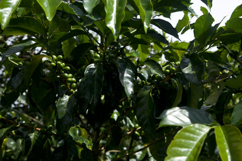 COLOMBIA - SMALLHOLDERS REGIONAL BLEND / Castillo, Colombia/ Washed