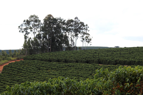 BRAZIL - FAZENDA CERRADO GRANDE / Topázio / Natural / espresso