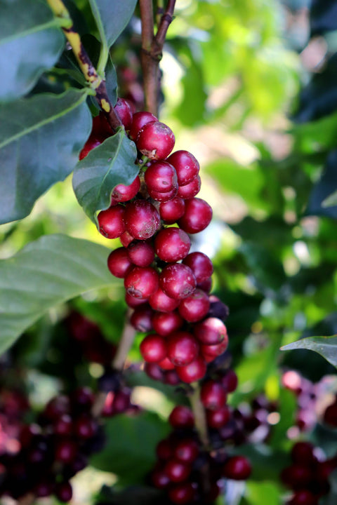 BRAZIL - FAZENDA CERRADO GRANDE / Topázio / Natural / espresso
