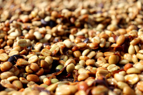 BRAZIL - FAZENDA CERRADO GRANDE / Topázio / Natural / espresso