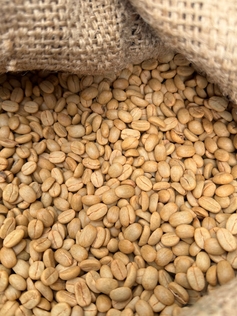 MEXICO - YUU-CHULA / Criollo / Washed