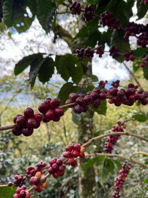 MEXICO - YUU-CHULA / Criollo / Washed