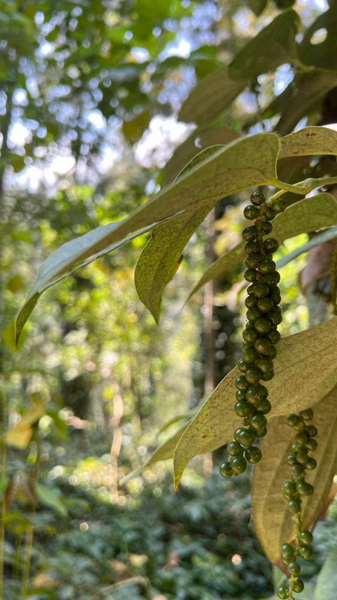 INDIA - RIVERDALE COFFEE ESTATE / SLN 9 / Washed