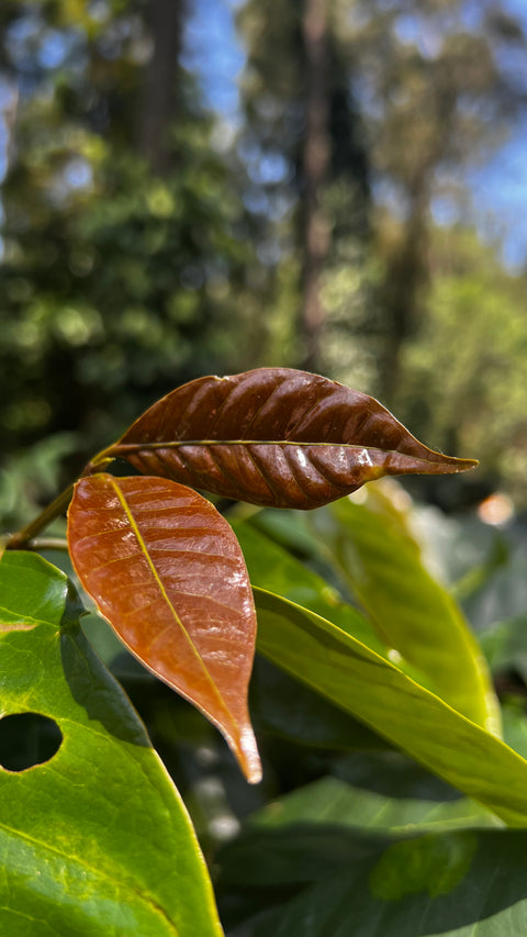 INDIA - RIVERDALE COFFEE ESTATE / SLN 9 / Washed