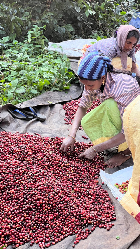 INDIA - RIVERDALE COFFEE ESTATE / SLN 9 / Washed