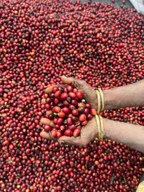 INDIA - RIVERDALE COFFEE ESTATE / SLN 9 / Washed