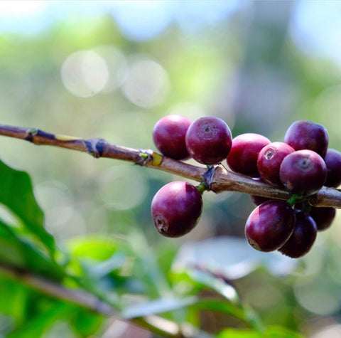 HONDURAS - FINCA EL PUENTE / Catuai / Washed