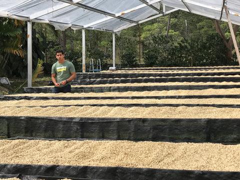 HONDURAS - FINCA EL PUENTE / Catuai / Washed