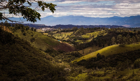 COLOMBIA - FINCA SANTA BARBARA / Pink Bourbon/ Washed
