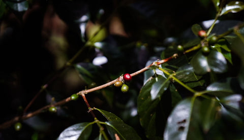 COLOMBIA - FINCA SANTA BARBARA / Pink Bourbon/ Washed